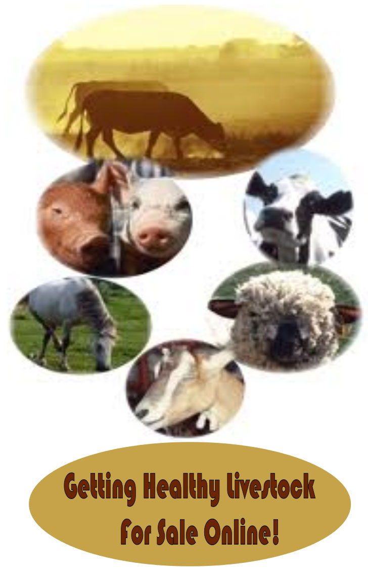 Getting Healthy Livestock For Sale Online