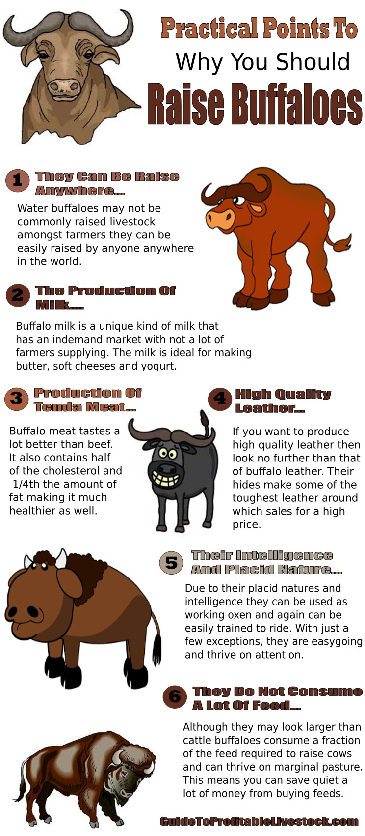 Reasons To Raise Water Buffaloes