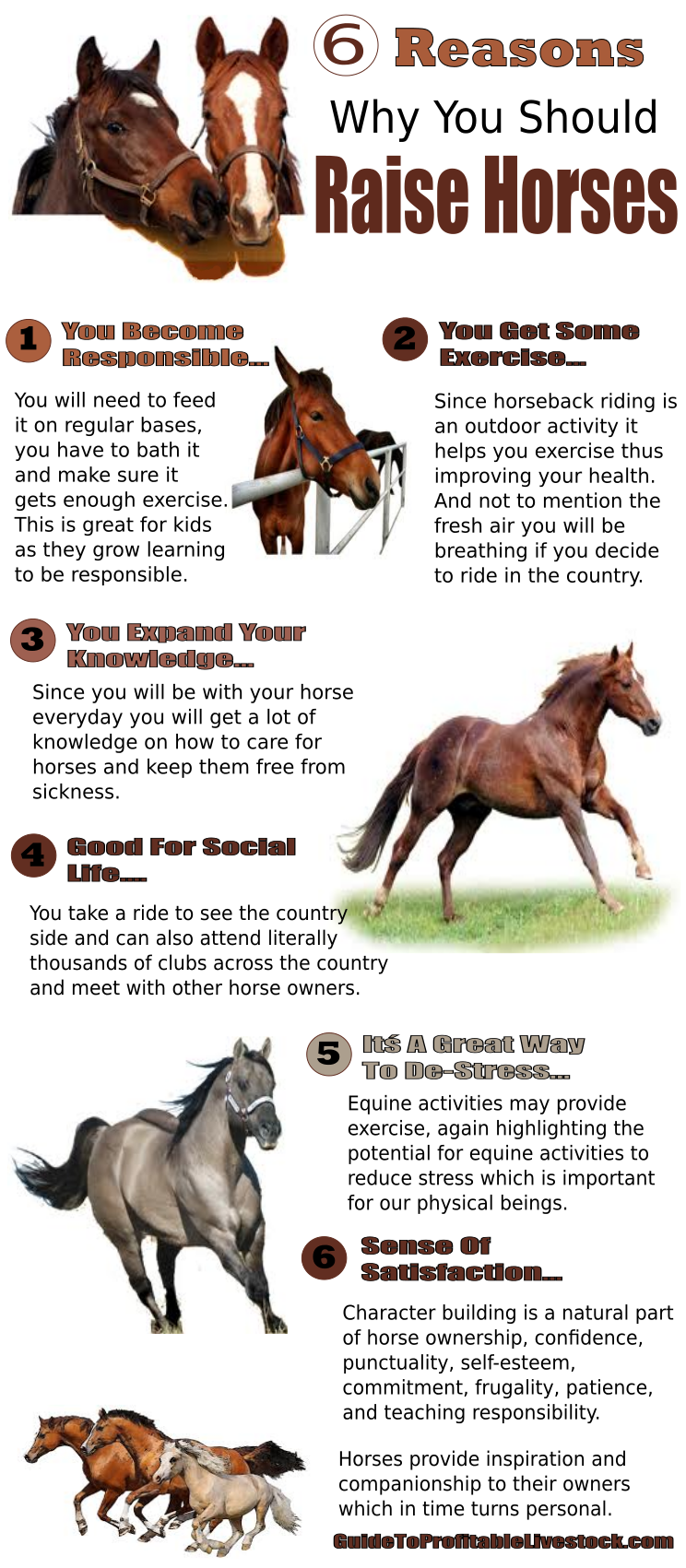 Six Reasons To Raise Horses