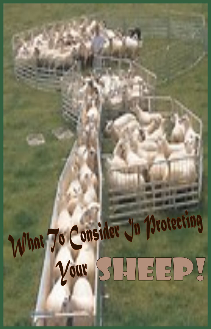 What To Consider When Protecting Your Sheep