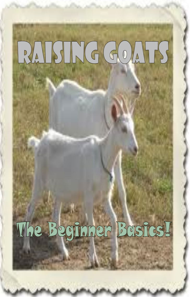 Beginner Tips For Goat Farming