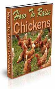 How To Raise Chickens Ebook