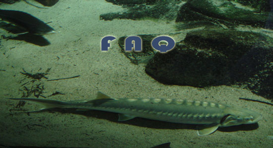 Raising Sturgeon Frequently Asked Questions