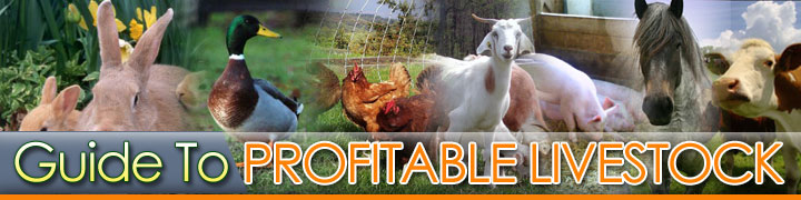Guide To Profitable Livestock