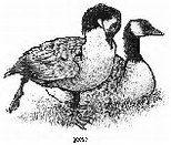 Geese