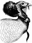 Raise Turkeys