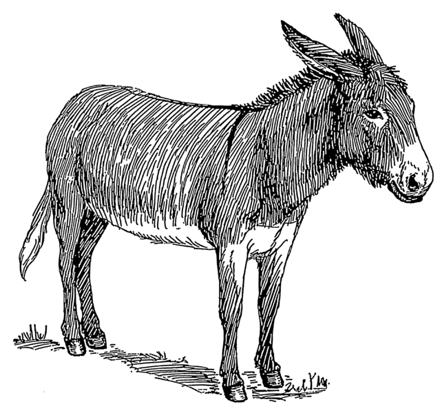 Donkeys