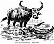 Raise Water Buffalo