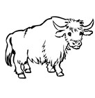 Yaks