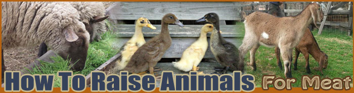 How To Raise livestock About Us