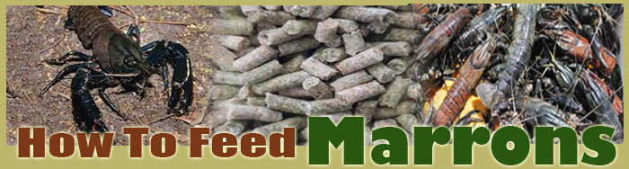 How To Feed Marrons