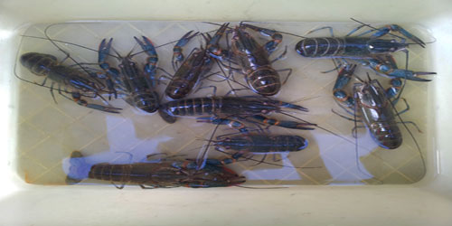 Feeding Marrons Frequently Asked Questions