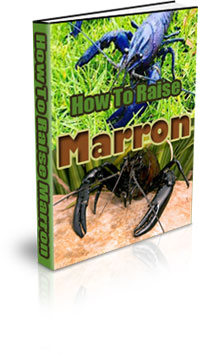 Feeding Marron Fish At Home