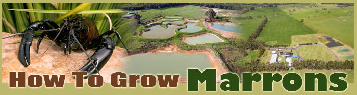 how to raise rainbow trout sitemap