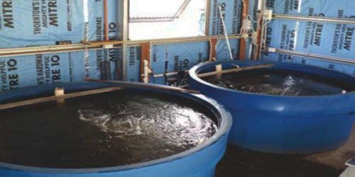 Small Scale Marron Farming Frequently Asked Questions