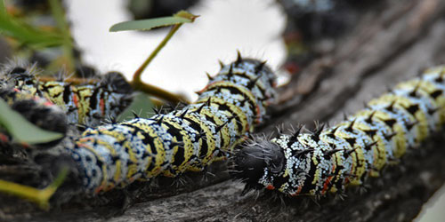 Making A Mopane Worm Habitat Frequently Asked Questions