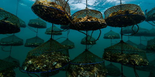 Making A Pearl Habitat Frequently Asked Questions