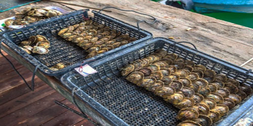 Small Scale Pearl Farming Frequently Asked Questions