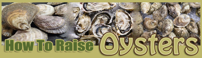 how to raise oysters FAQ