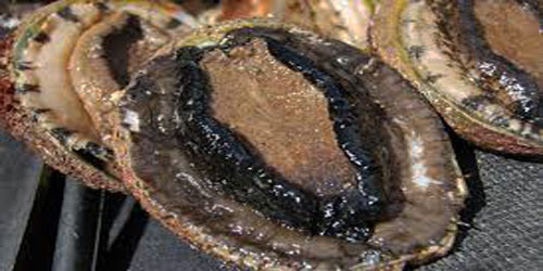 Abalone Farming For Self Sufficiency Frequently Asked Questions