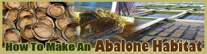 How To Make A Abalone Habitat