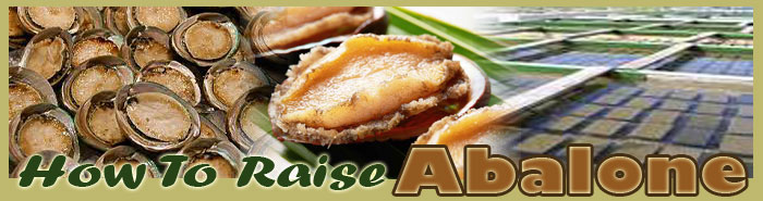 how to raise oysters FAQ