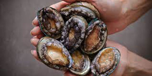 Small Scale Abalone Farming Frequently Asked Questions