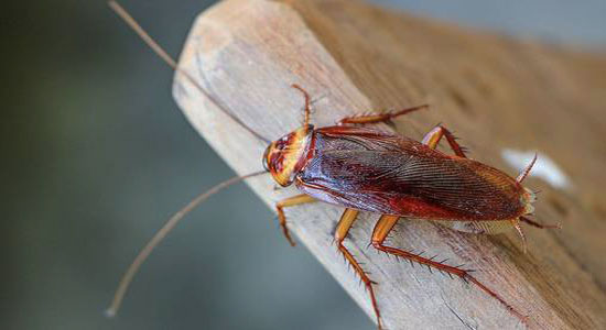 Raising Cockroaches Frequently Asked Questions