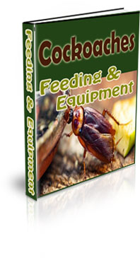 Raising Cockroach For Profit