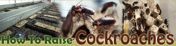 how to raise edible Cockroaches FAQ
