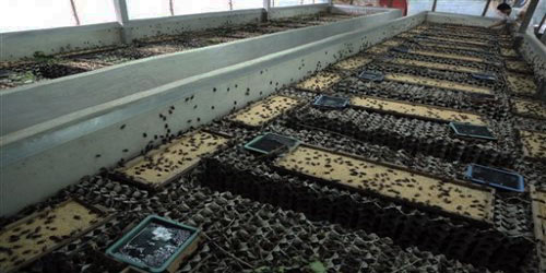 Making A Cockroach Habitat Frequently Asked Questions