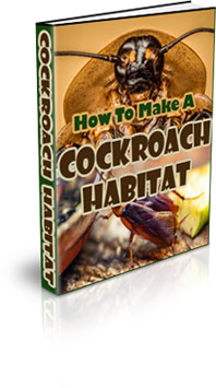 The How To Make A Cockroach Habitat eBook