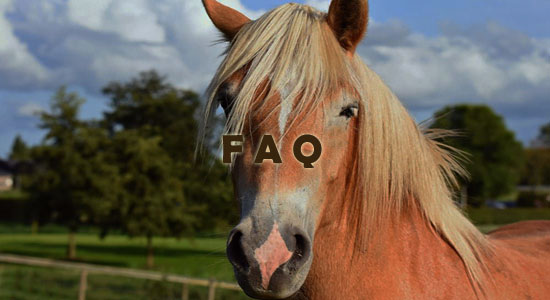 Raising Horses Frequently Asked Questions