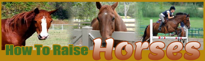 How to raise horses