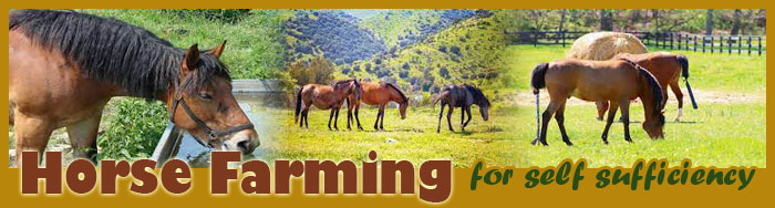 Horse Farming For Self Sufficiency