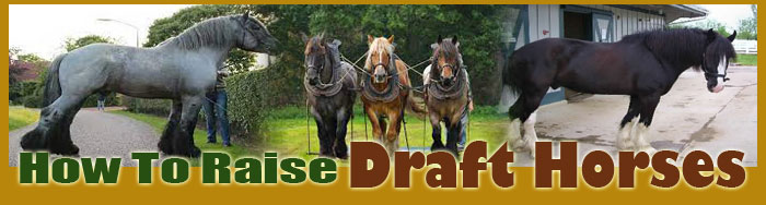 how to raise horses FAQ