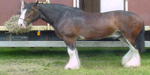 Raising Draft Horses Frequently Asked Questions