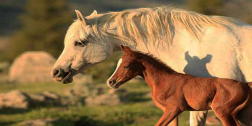 Taking Care Of An Arabian Horse Frequently Asked Questions