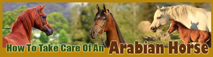 How To Take Care Of An Arabian Horse