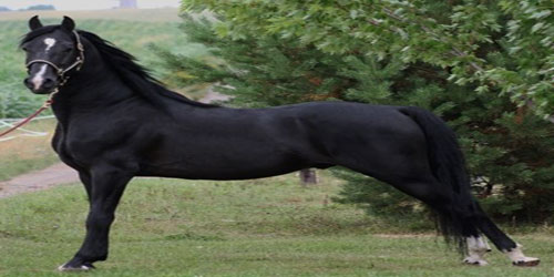 Training A Morgan Horse Frequently Asked Questions