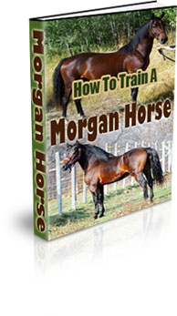 The How To Train A Morgan Horse eBook