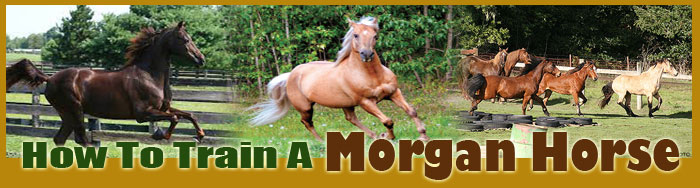 How To Train A Morgan Horse