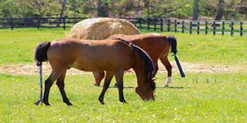Small Scale Horse Farming Frequently Asked Questions