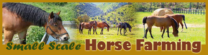 Small Scale Horse Farming