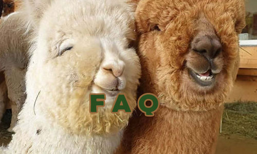 Raising Alpacas Frequently Asked Questionss