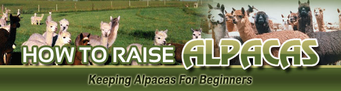 How much money can you make raising alpacas?