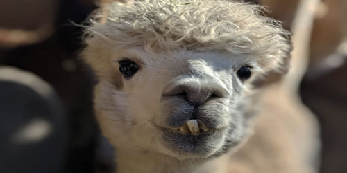 alpaca farming for self sufficiency Frequently Asked Questions