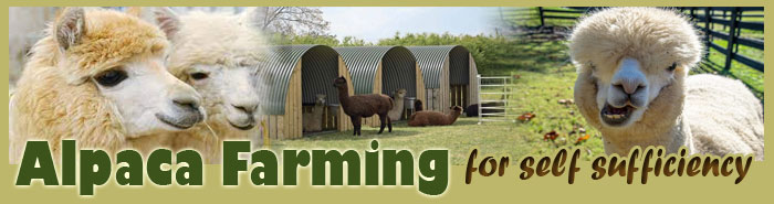 Alpaca Farming For Self Sufficiency