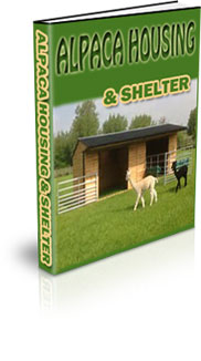 What Habitat Do Alpacas Live In