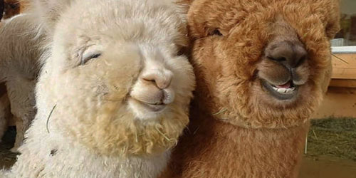 Making An Alpaca Habitat Frequently Asked Questions